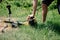 Gardener mows the grass with a trimmer in the yard in the summer