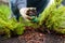 Gardener mulching with pine bark juniper plants in the yard. Seasonal works in the garden. Landscape design