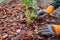 Gardener mulching spring garden with pine wood chips mulch. Man puts bark around plants