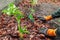 Gardener mulching spring garden with pine wood chips mulch. Man puts bark around plants