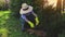 Gardener near hedge of thuja