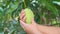 The gardener is notice his product,baby green mango,Mango tree with fruits.bunch of green mango on tree in garden