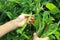 A gardener picking beans