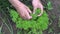 Gardener picking fresh basil in the garden