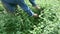 Gardener  picking harvesting fresh mint