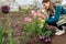 Gardener picking pink fringed tulips in spring garden. Woman cuts flowers off with secateurs holding basket