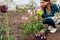 Gardener picking pink fringed tulips in spring garden. Woman smells cut flowers putting them in basket. Hobby