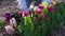 Gardener picking pink tulips in spring garden. Woman cuts flowers off with pruner putting them in basket