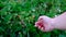 Gardener picking strawberries in the garden. Farmer Hand shows a strawberries on a strawberry bush. Showing fresh