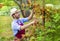 Gardener picking up fruit