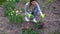 Gardener picking yellow tulip in spring garden. Woman cuts flowers off with secateurs putting them in basket