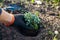 Gardener planting Blue star juniper into soil. Groundcovering evergreen put in hole in fall garden