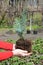 Gardener planting Chamaecyparis lawsoniana Alumii sapling. Chamaecyparis lawsoniana, known as Port Orford cedar or Lawson cypress