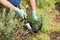 Gardener is planting cloves in a ground on a garden bed