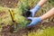 Gardener is planting cloves in a ground on a garden bed.