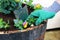 A Gardener Planting  colourful Pansies.