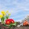 Gardener is planting daffodils and primroses