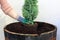 A Gardener Planting  An Evergreen Fir Tree.