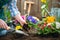 Gardener planting flowers