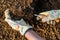 Gardener planting flowers in her flowerbed. Gardening concept. Soil digging. Hand close up.