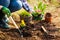 Gardener planting flowers in soil at back yard