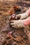 Gardener planting the flowers in spring. The woman planted pink flowers to the ground. Work in the garden.