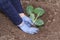 Gardener is planting green cabbage seedlings in the garden.