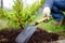 Gardener planting juniper plants in the yard. Seasonal works in the garden. Landscape design. Landscaping