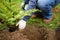 Gardener planting juniper plants in the yard. Seasonal works in the garden. Landscape design. Landscaping