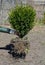 A gardener is planting large boxwood, buxus shrub with big root system for a boxwood hedge