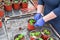 Gardener planting petunia seedlings into hanging pots