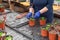 Gardener planting petunia seedlings into hanging pots