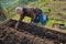 Gardener planting potatoes