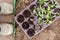 Gardener. Planting of purple basil in organic garden. Gardening in springtime.