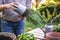 Gardener planting rosemary herb into flower pot