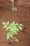 Gardener planting seedlings