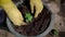 Gardener is planting small sprout of flower in soil in small flowerpot outside in garden, closeup of hands