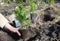 Gardener planting Thuja occidentalis â€˜Smaragdâ€™  sapling