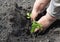 A gardener is planting tomato seedling into soil in the kitchen garden in spring to grow tomatoes at home