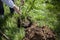 The gardener is planting a tree in the ground.