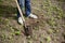 The gardener is planting a tree in the ground.