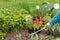 Gardener is planting vervain in the ground in a garden bed