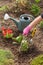 Gardener is planting vervain in a ground on a garden bed