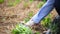 Gardener planting young seedling of leafy green salad crop