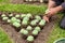 Gardener plants flowers in spring