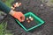 Gardener plants tulip bulbs in a basket in a hole next to bulbs group