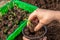 A gardener plants young tomato plants in larger containers