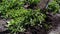 Gardener Plucking the weeds by hoe. Close up view of hoe in dirt weeding.