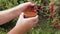 The gardener plucks the ripe gooseberries and puts them in a cup. Harvesting gooseberries