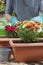 Gardener potting flowers in a greenhouse or garden